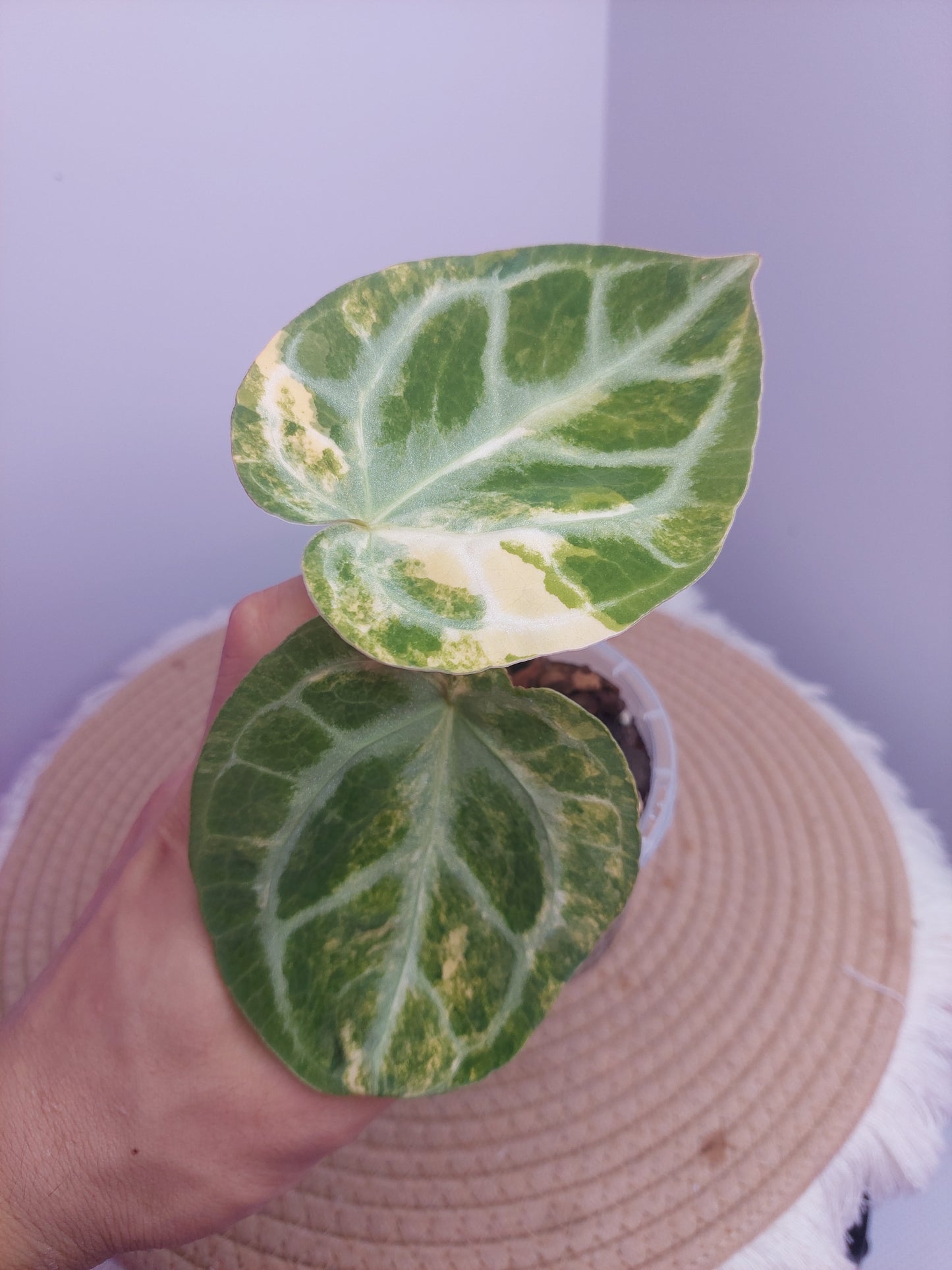 Anthurium Crystallinum Variegated #1