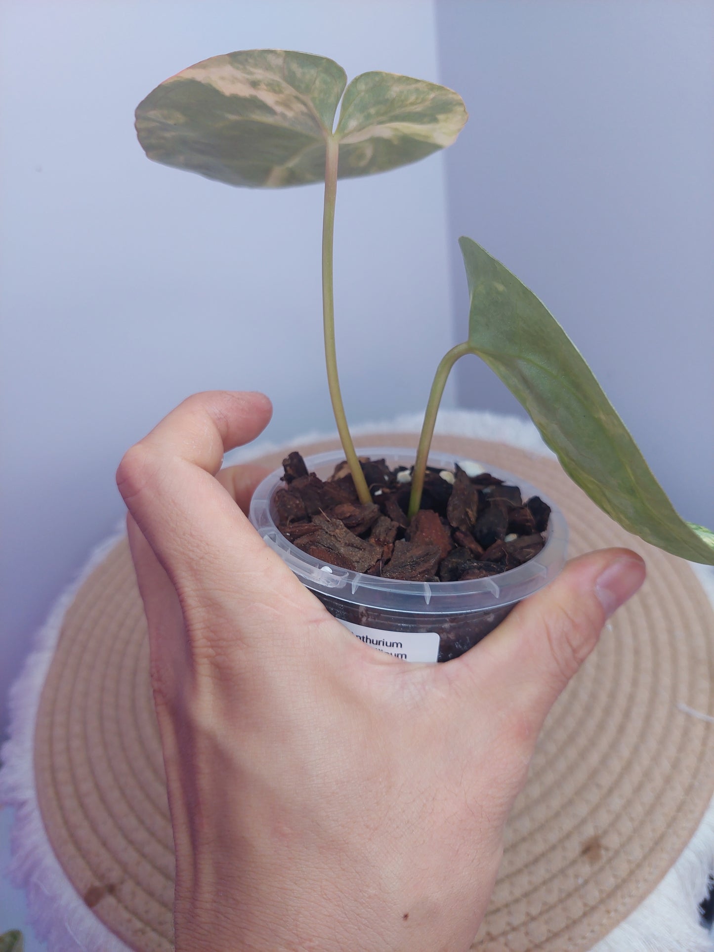 Anthurium Crystallinum Variegated #1