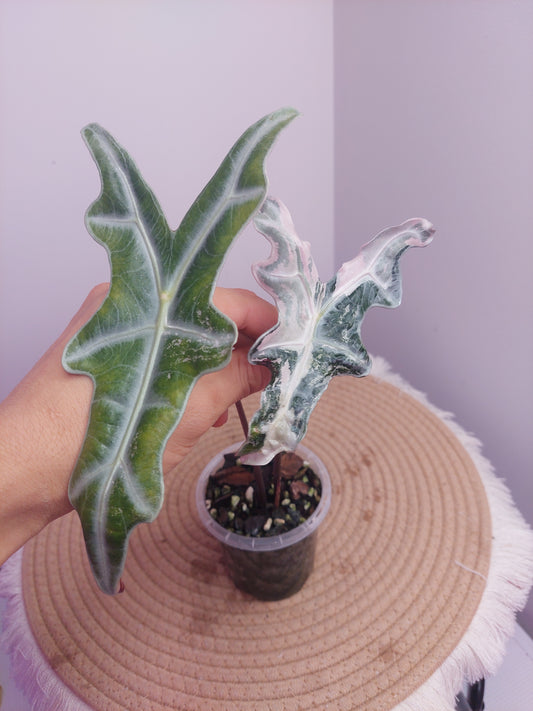 Alocasia Nobilis Pink Variegated #1