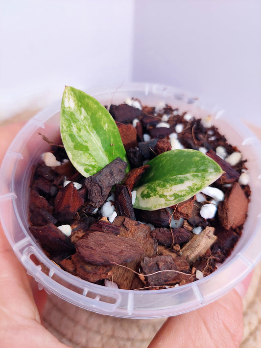 ZZ Plant Variegated #A