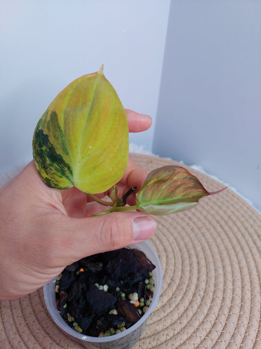 Philodendron Mican Variegated #A