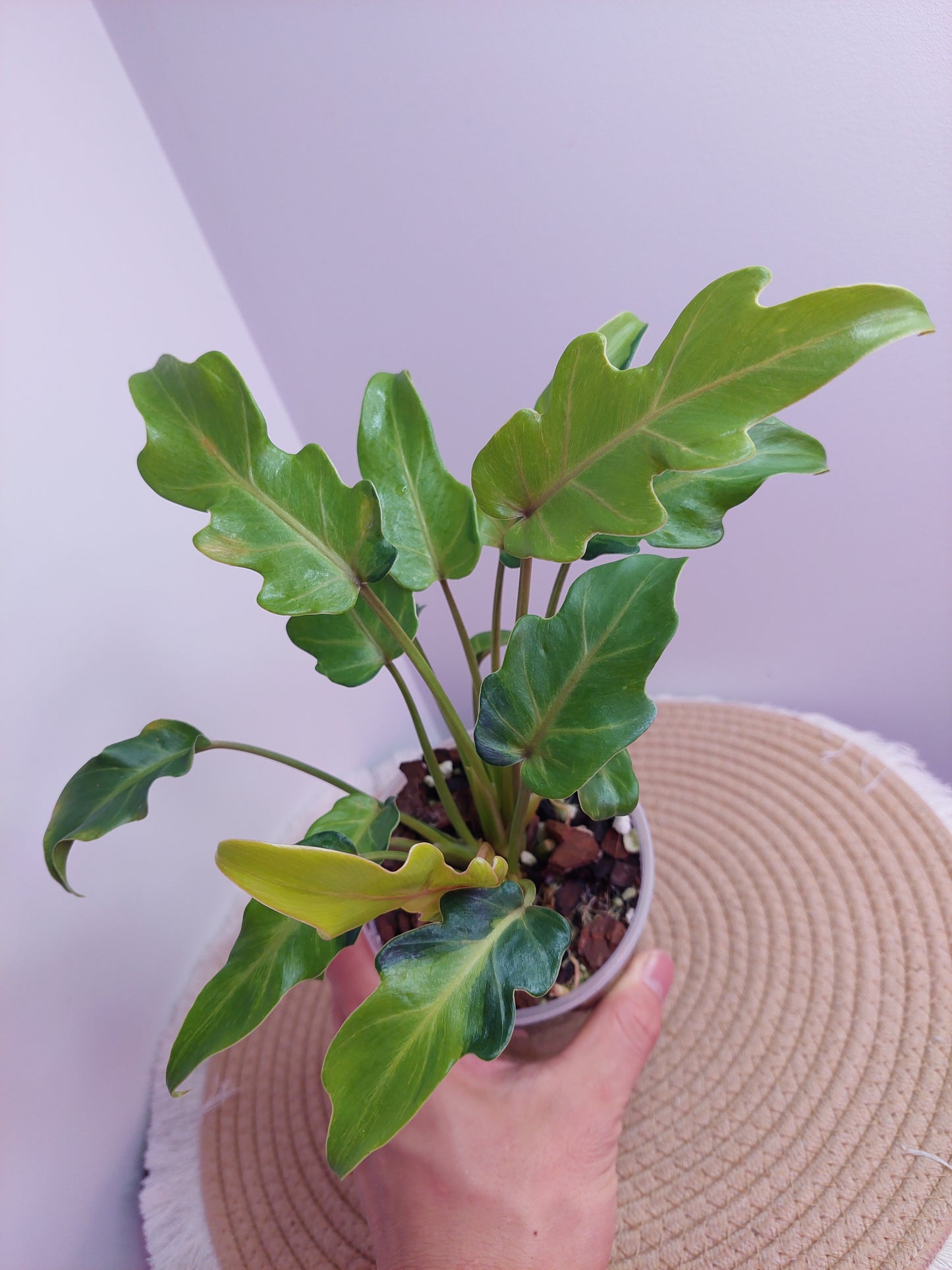 Philodendron Xanadu Variegated #A