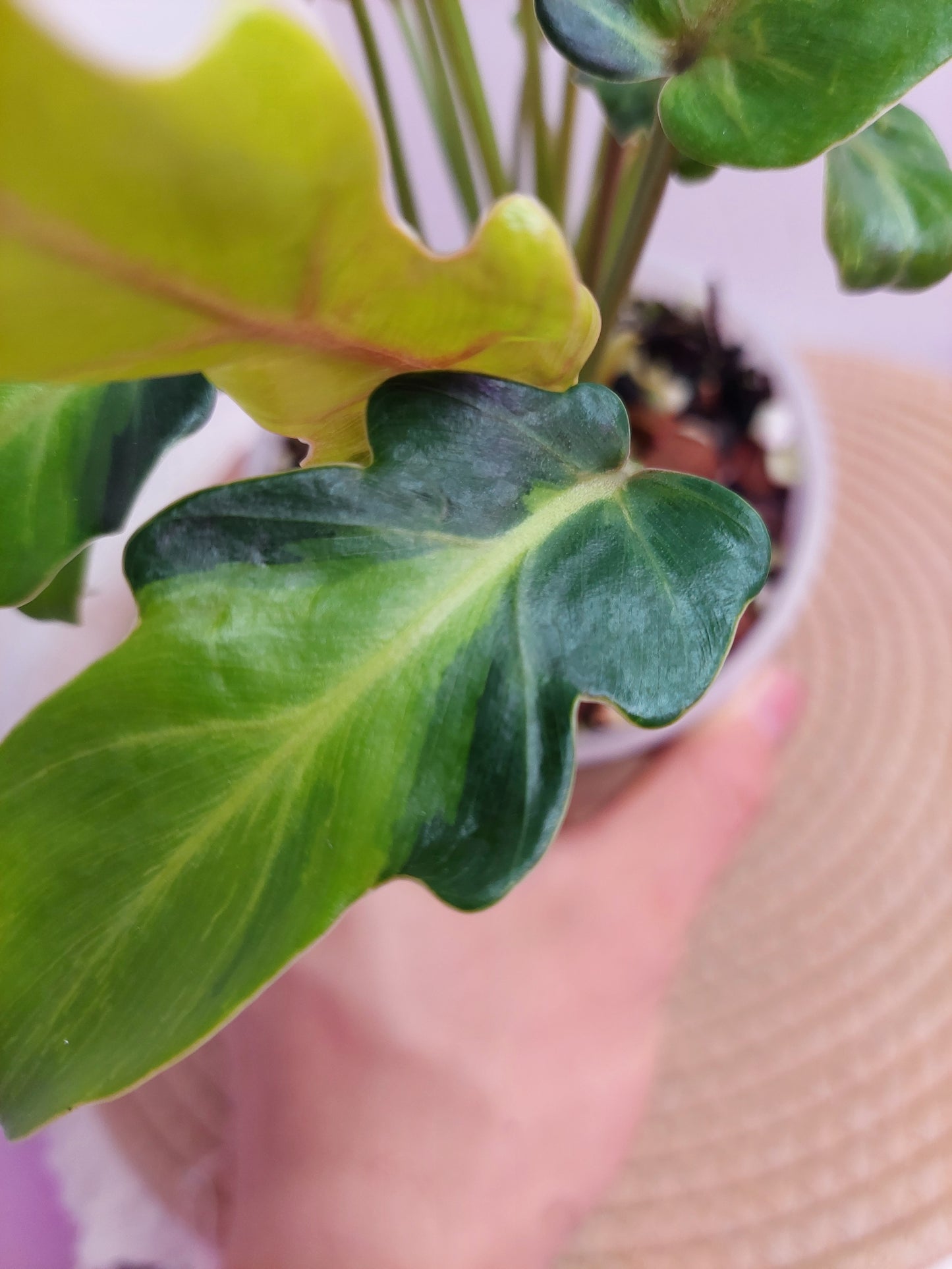 Philodendron Xanadu Variegated #A