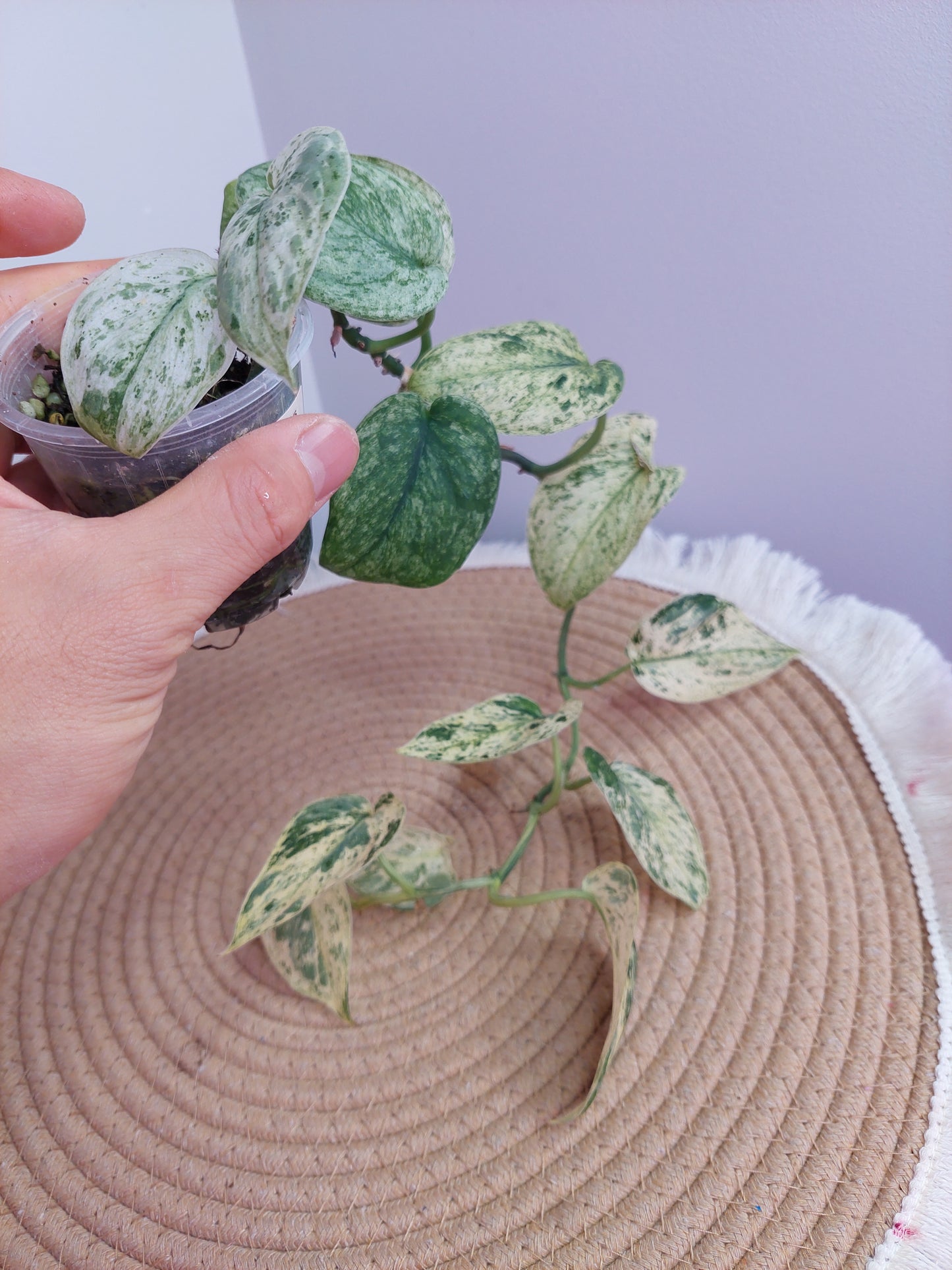 Scindapsus Creme Brulee Variegated #A