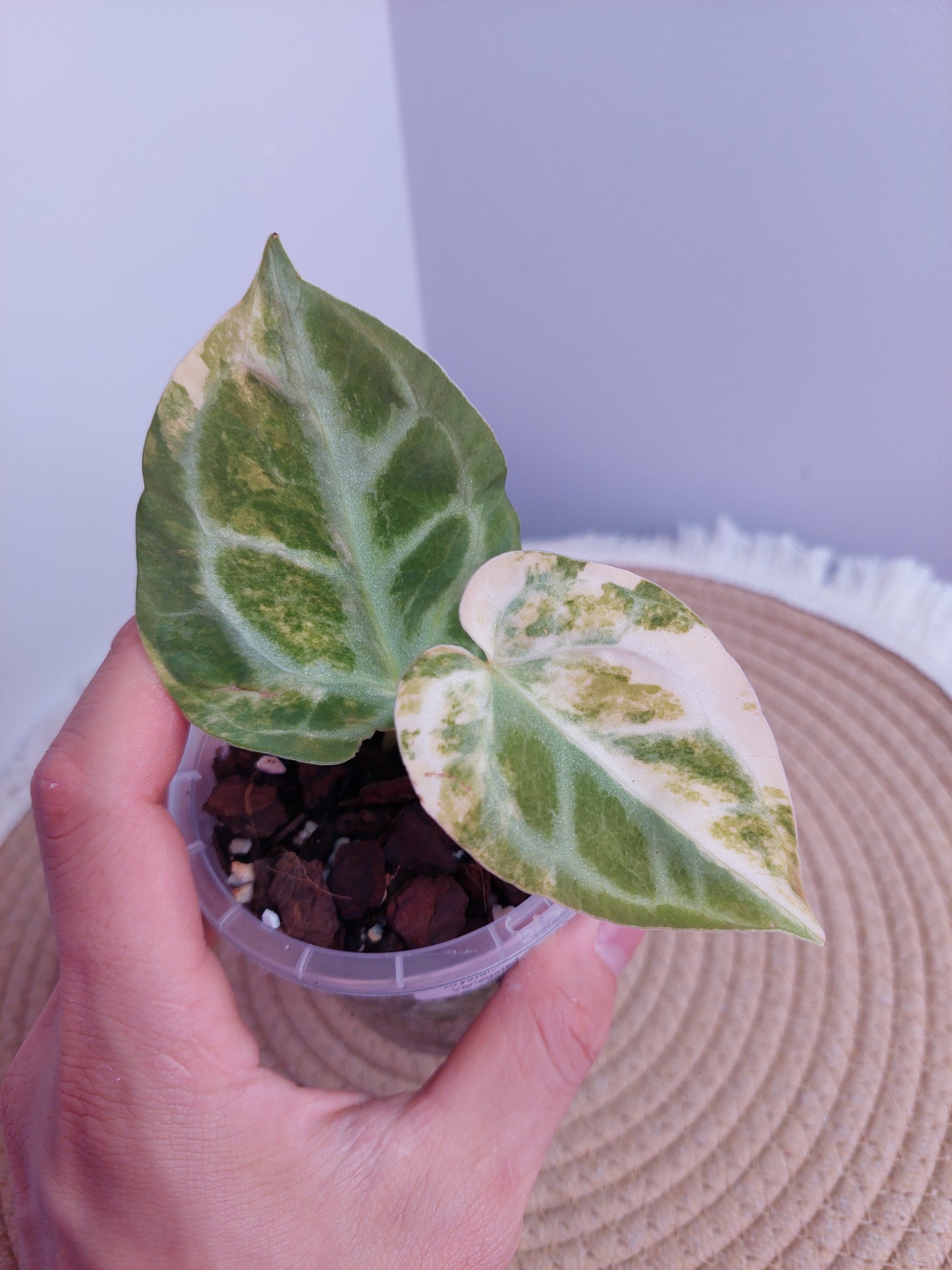 Anthurium Crystallinum Variegated #A