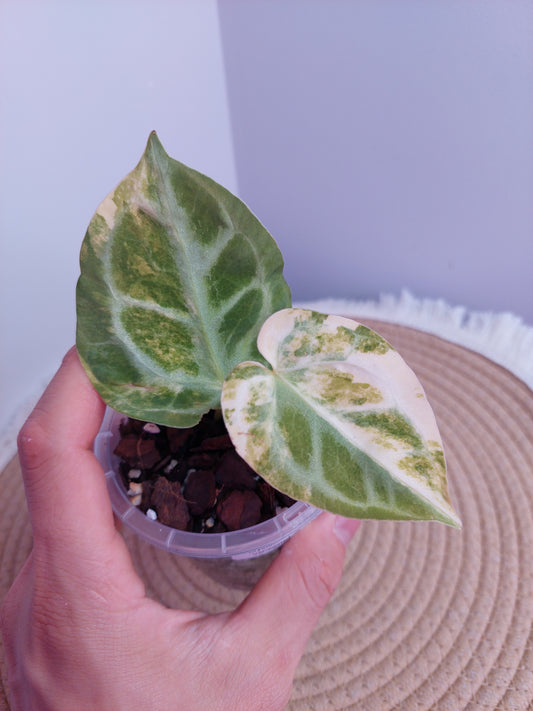 Anthurium Crystallinum Variegated #A
