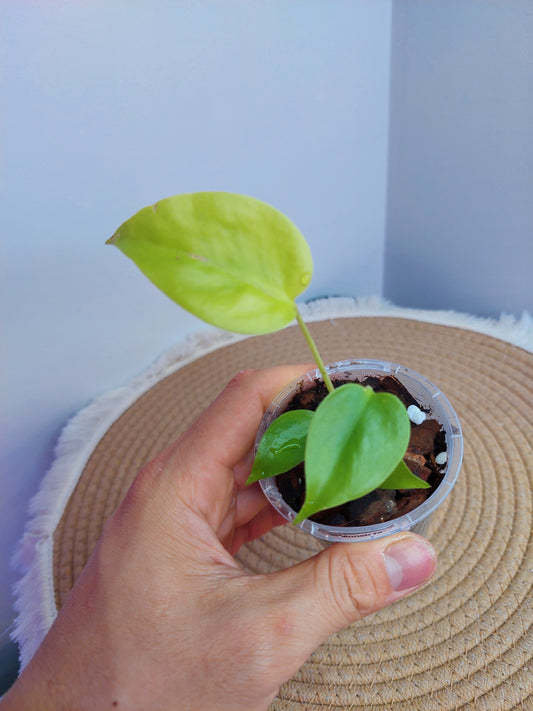 Monstera Lemon Lime #A