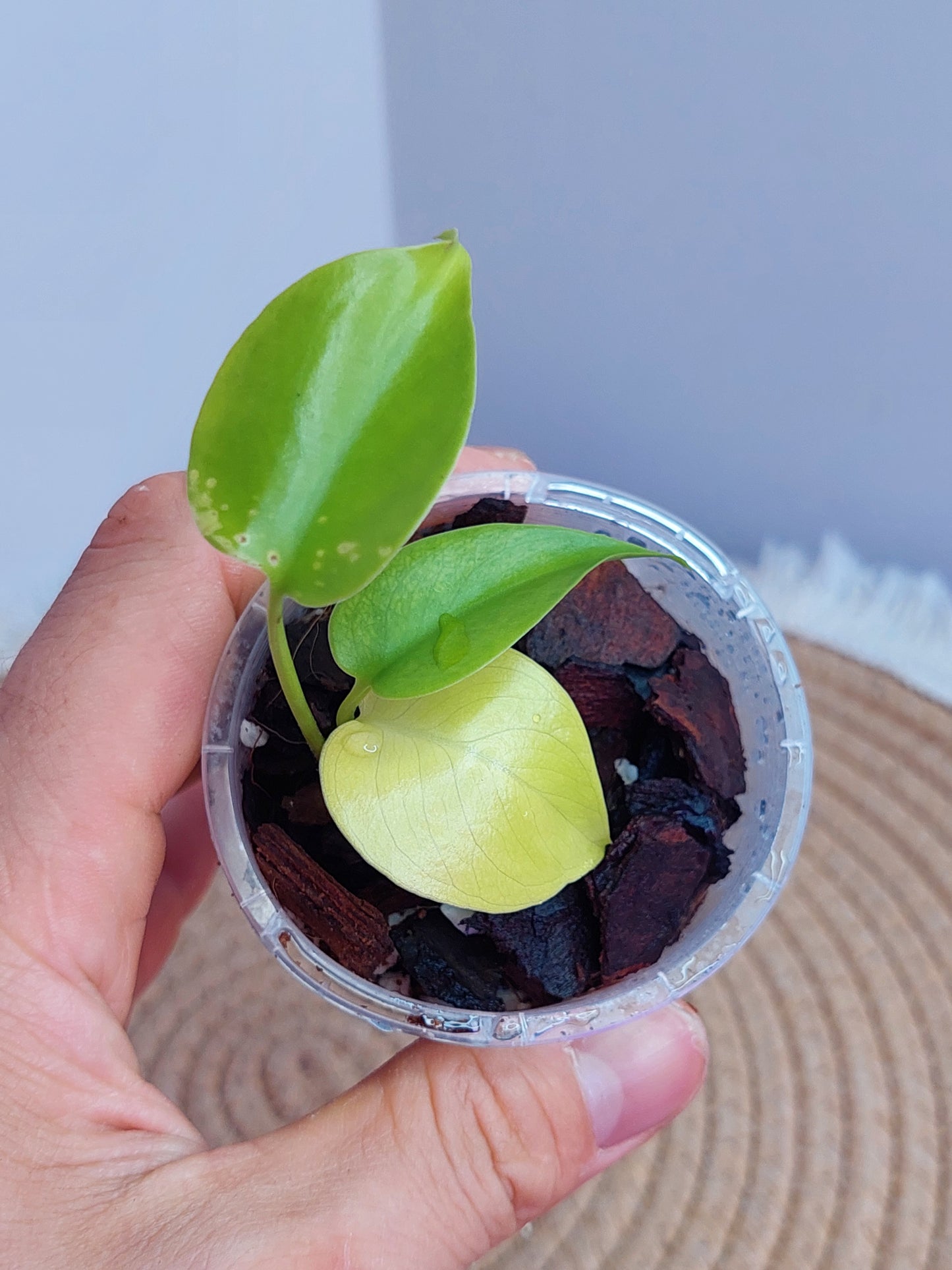Monstera Lemon Lime #C