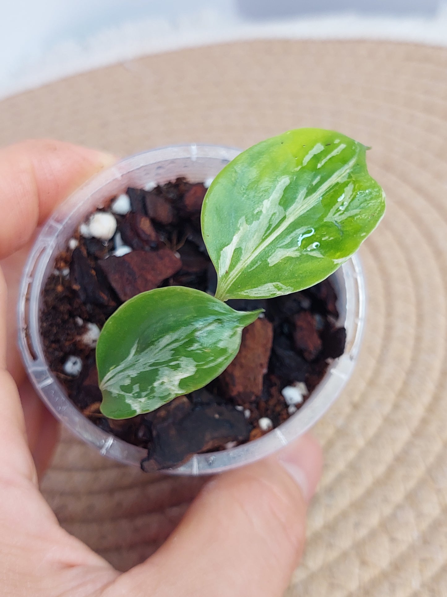 Monstera Deliciosa Bulbasaur #A