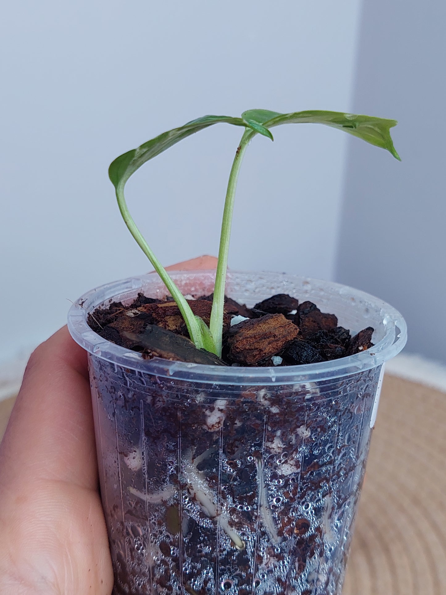 Monstera Deliciosa Bulbasaur #A