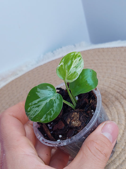 Monstera Deliciosa Bulbasaur #B