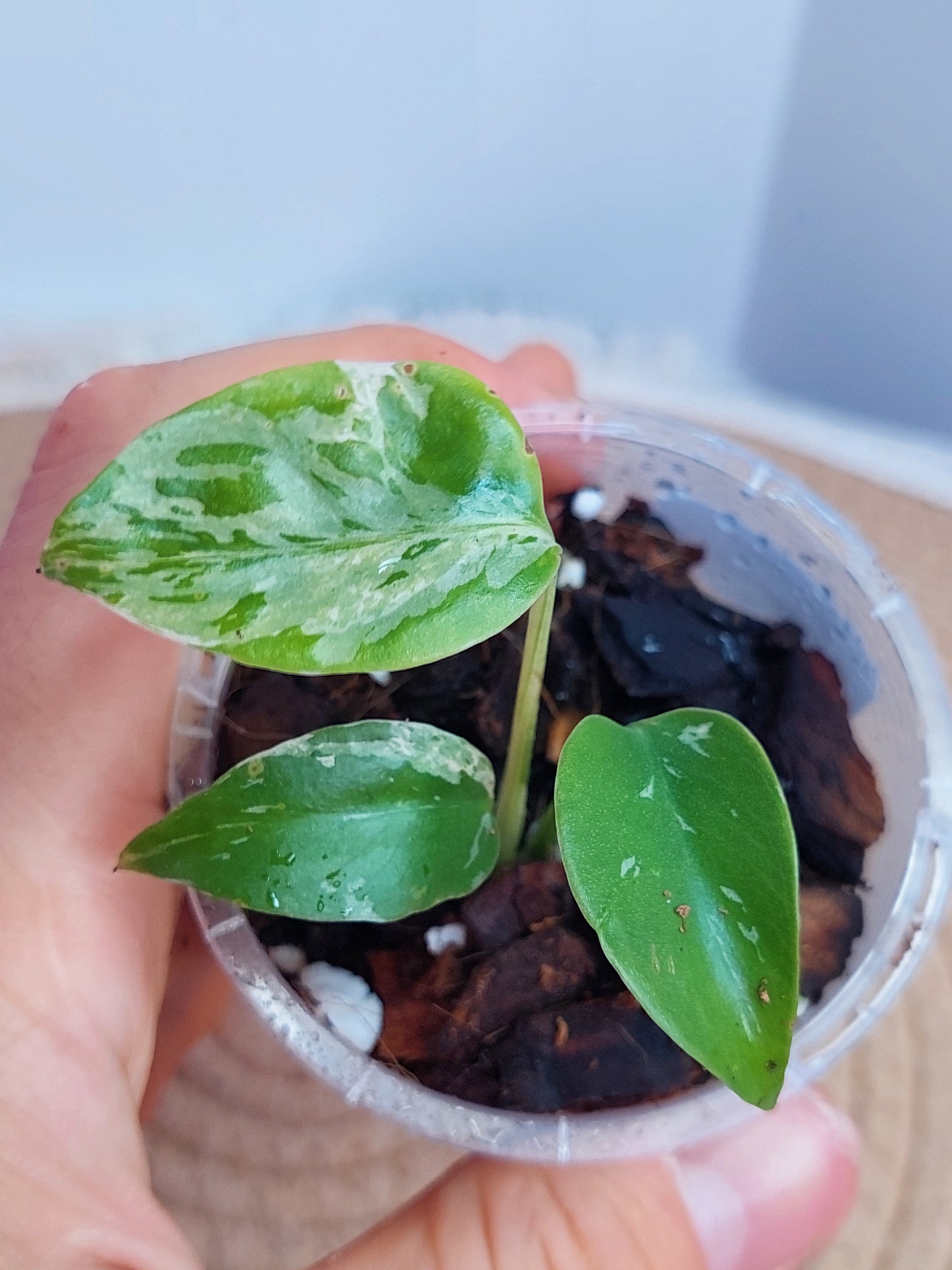 Monstera Deliciosa Bulbasaur #C