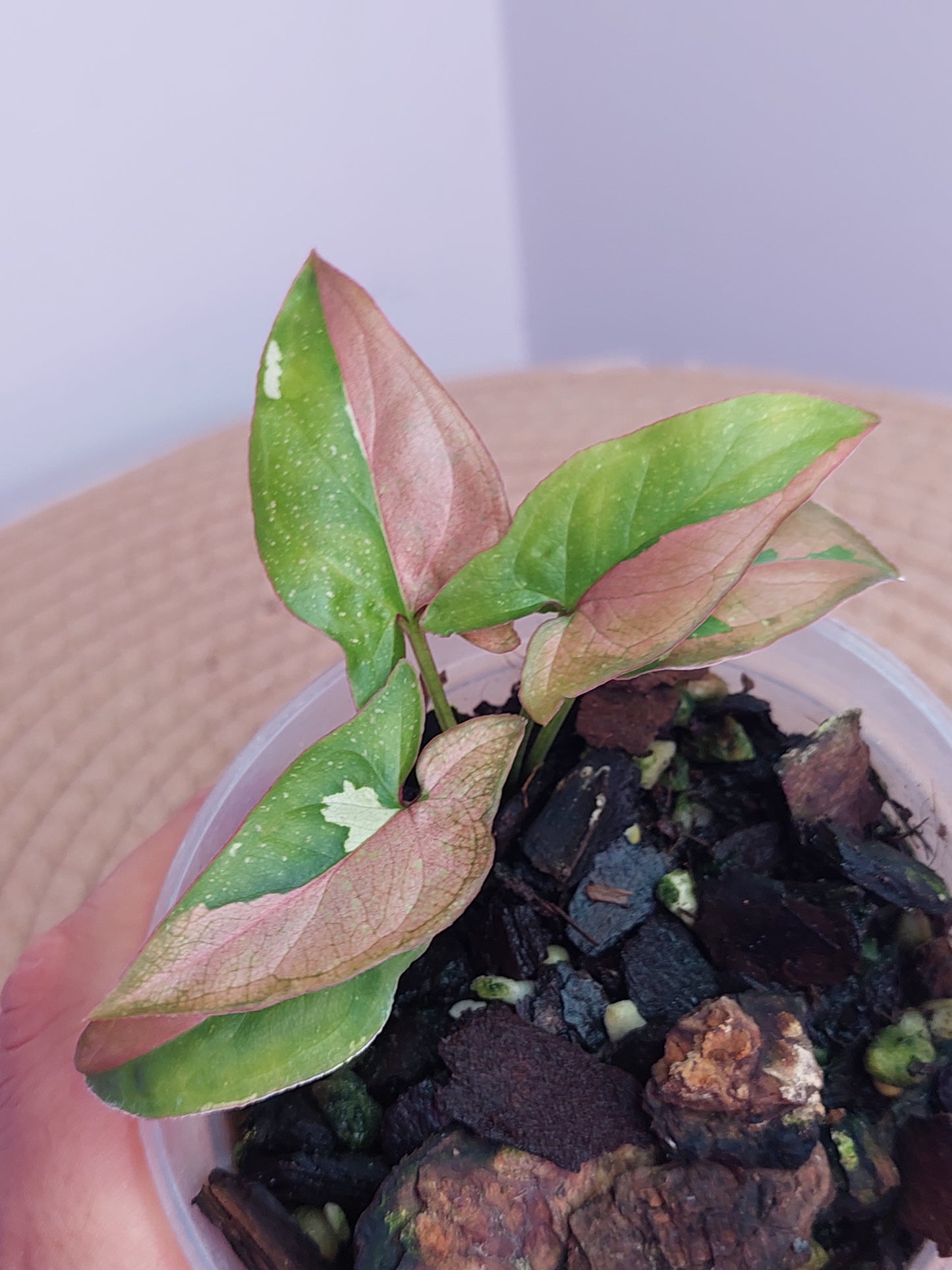 Syngonium Red Spot Tricolour (1)