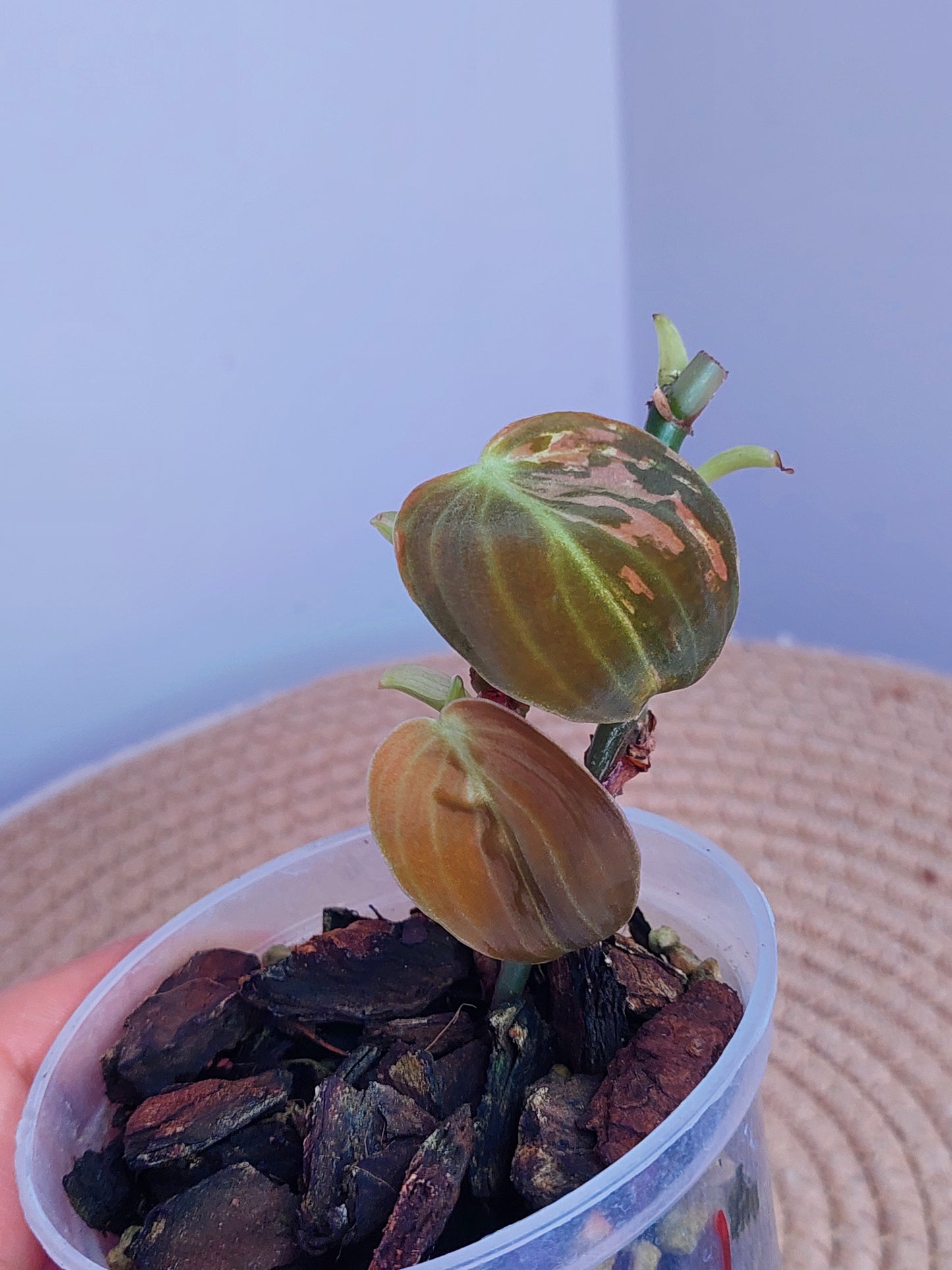 Philodendron Melanochrysum Variegated (1)