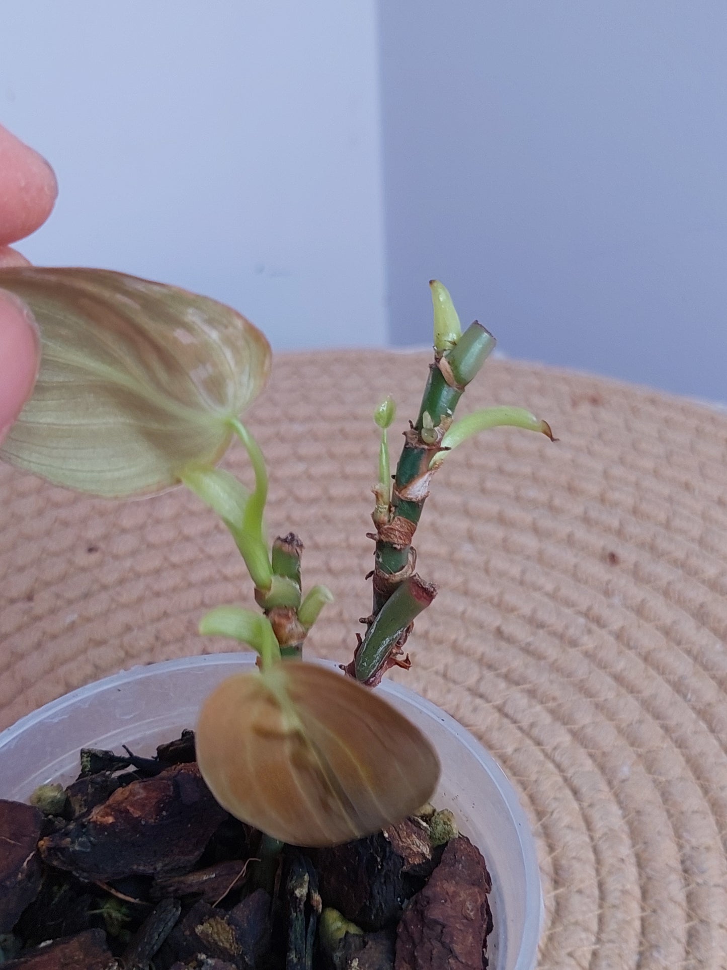 Philodendron Melanochrysum Variegated (1)