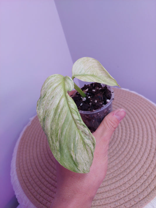 Scindapsus Longistipitatus Marble (1)