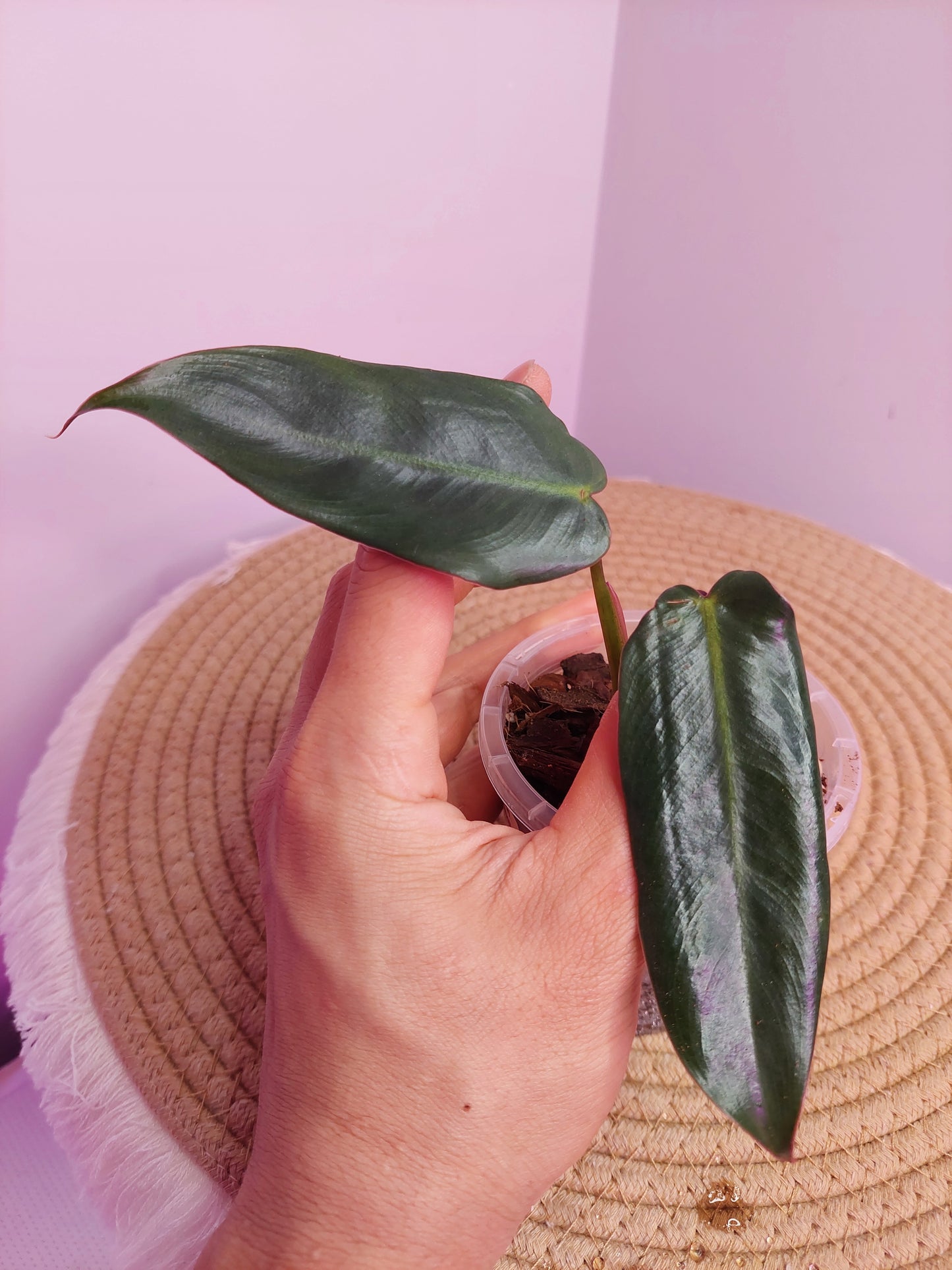 Philodendron Spiritus Sancti (1)