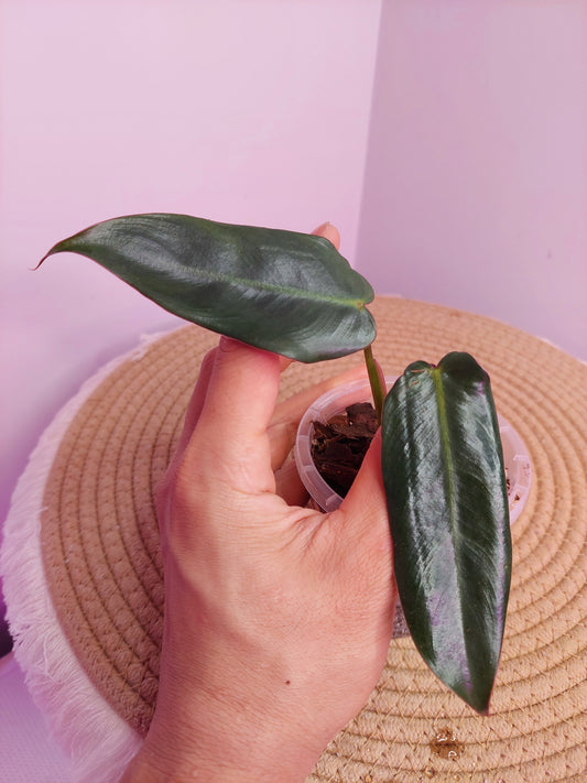 Philodendron Spiritus Sancti (1)