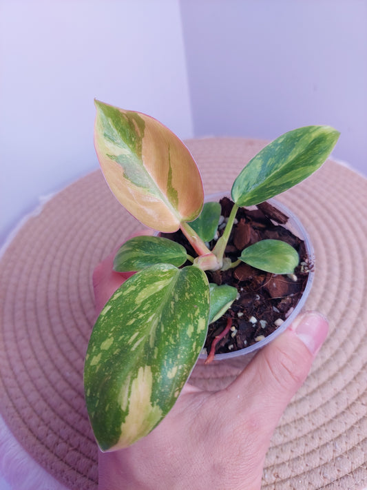 Philodendron Green Congo(Nuclear Congo) variegated (1)