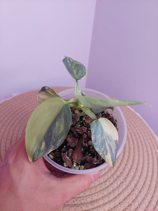 Philodendron Silver Sword Variegated (1)
