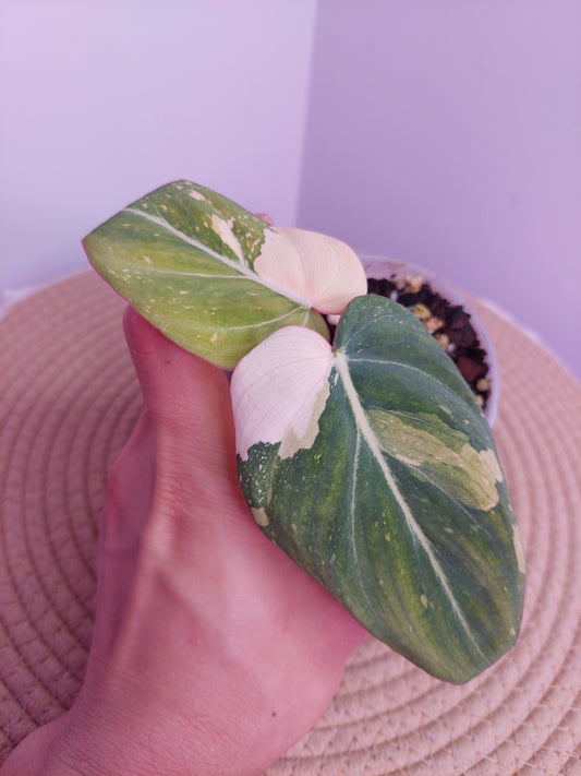 Philodendron Gloriosum Variegated (1)