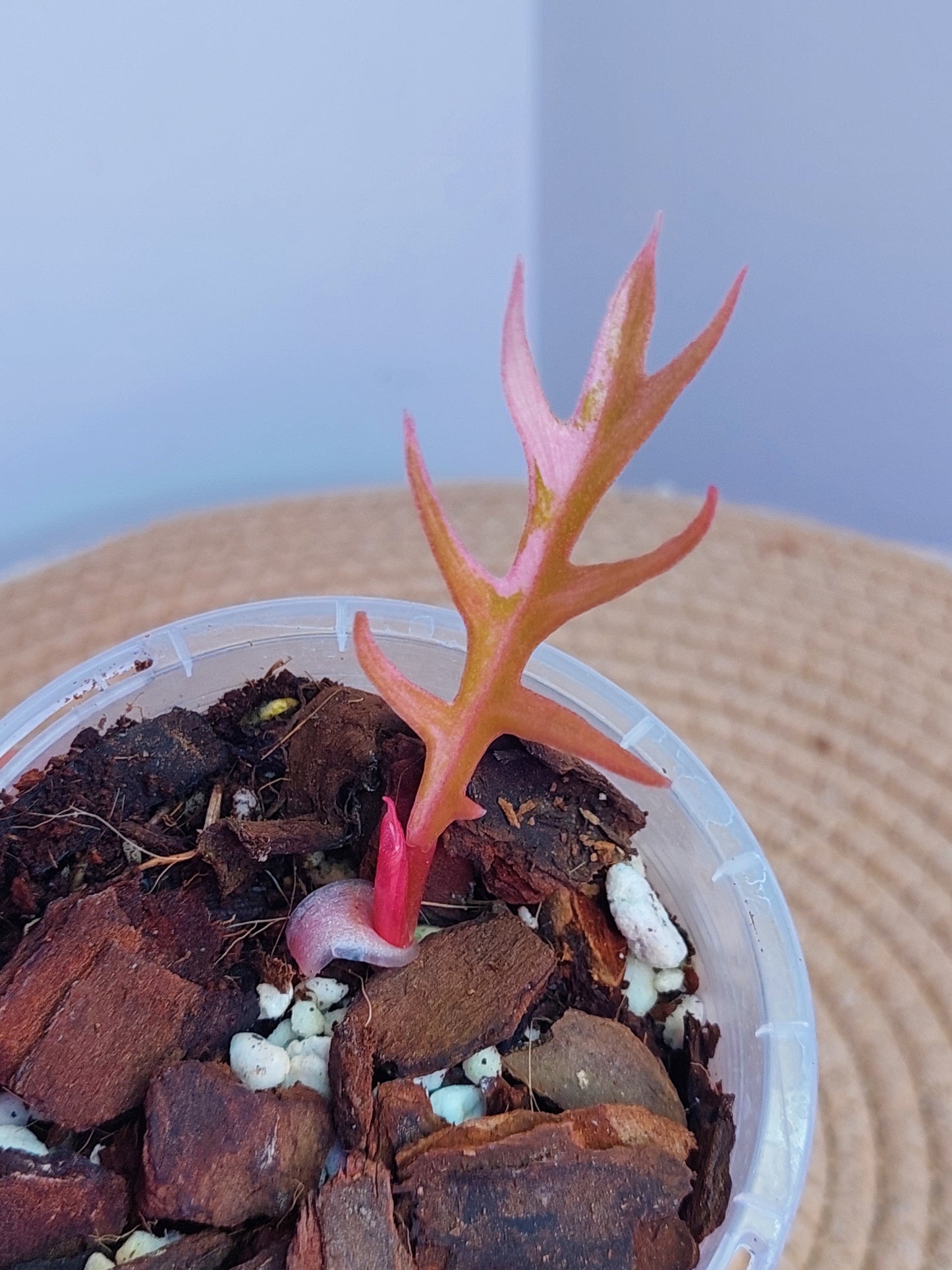 Philodendron Tortum Variegated (1)