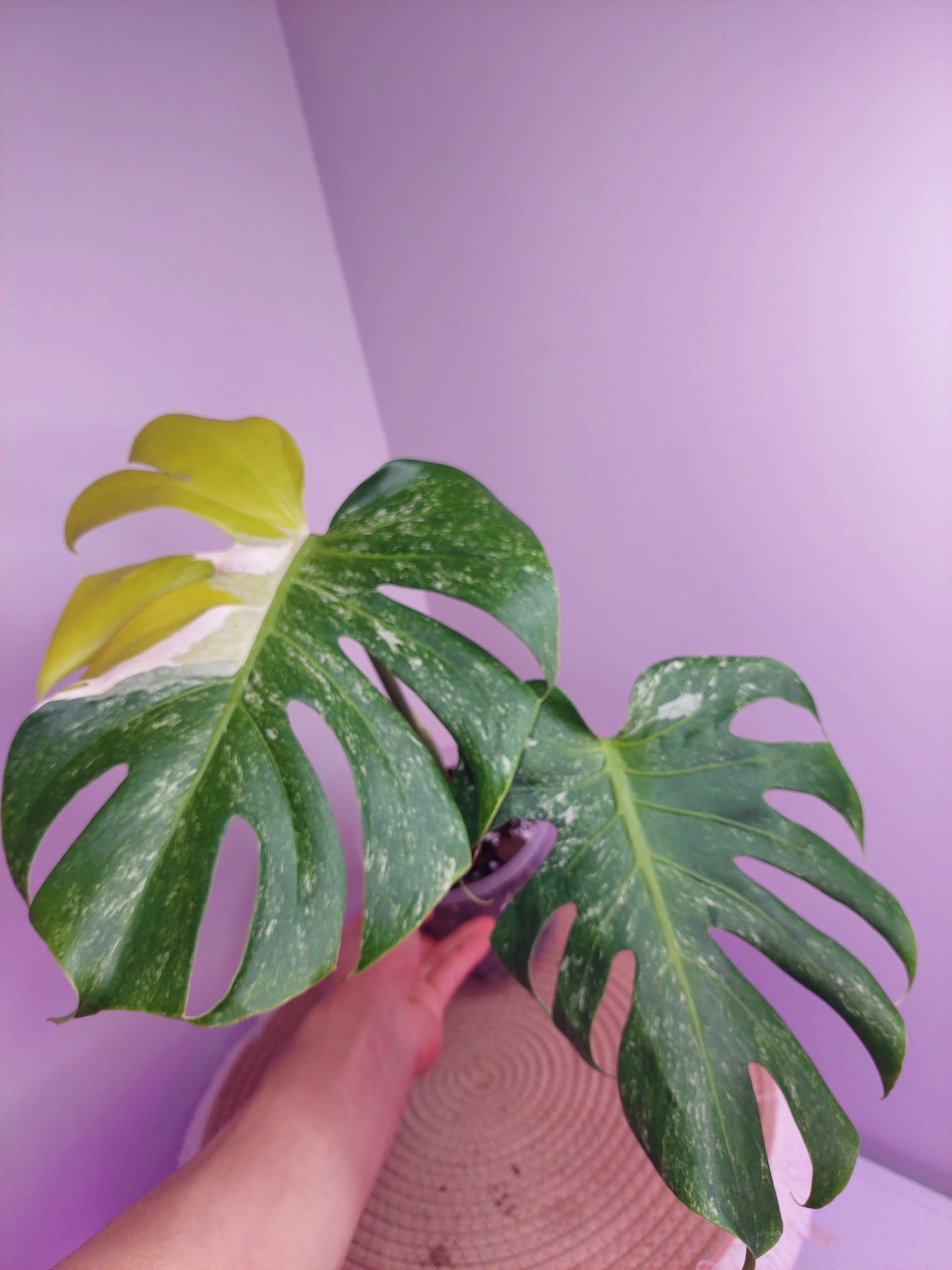 Monstera Oceana Tricolour (1)