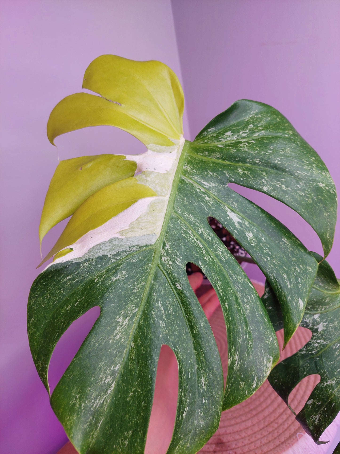 Monstera Oceana Tricolour (1)