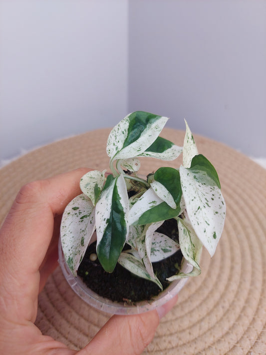 Epipremnum Pinnatum Marble @1