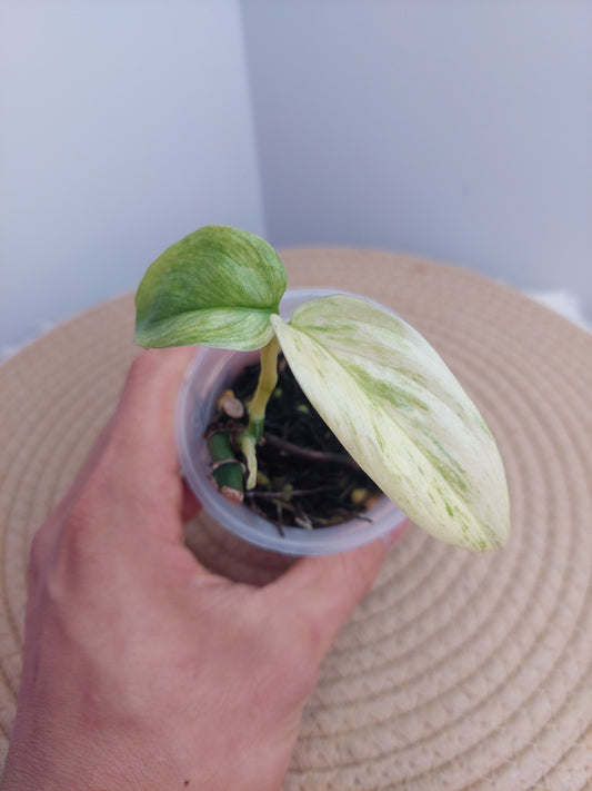 Scindapsus Longistipitatus Marble @1