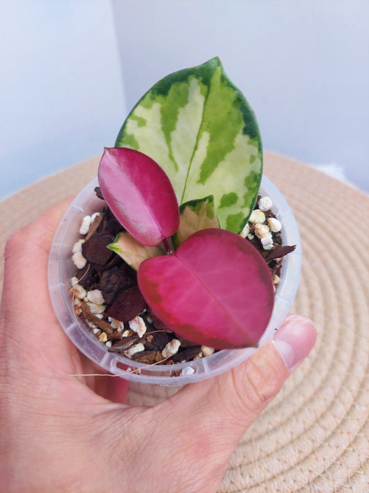 Hoya Australis Lisa @1