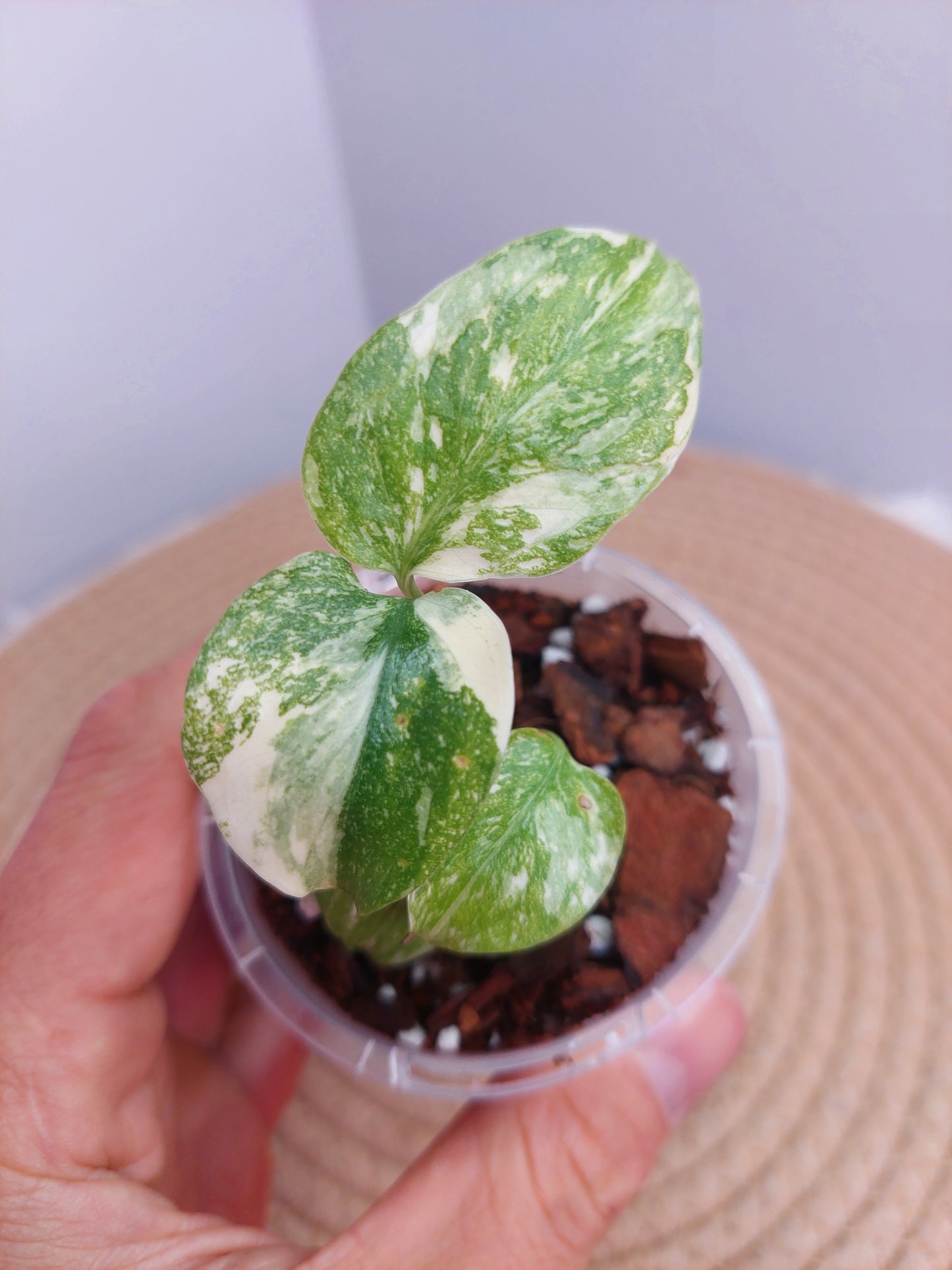 Monstera Cream Cheese @1