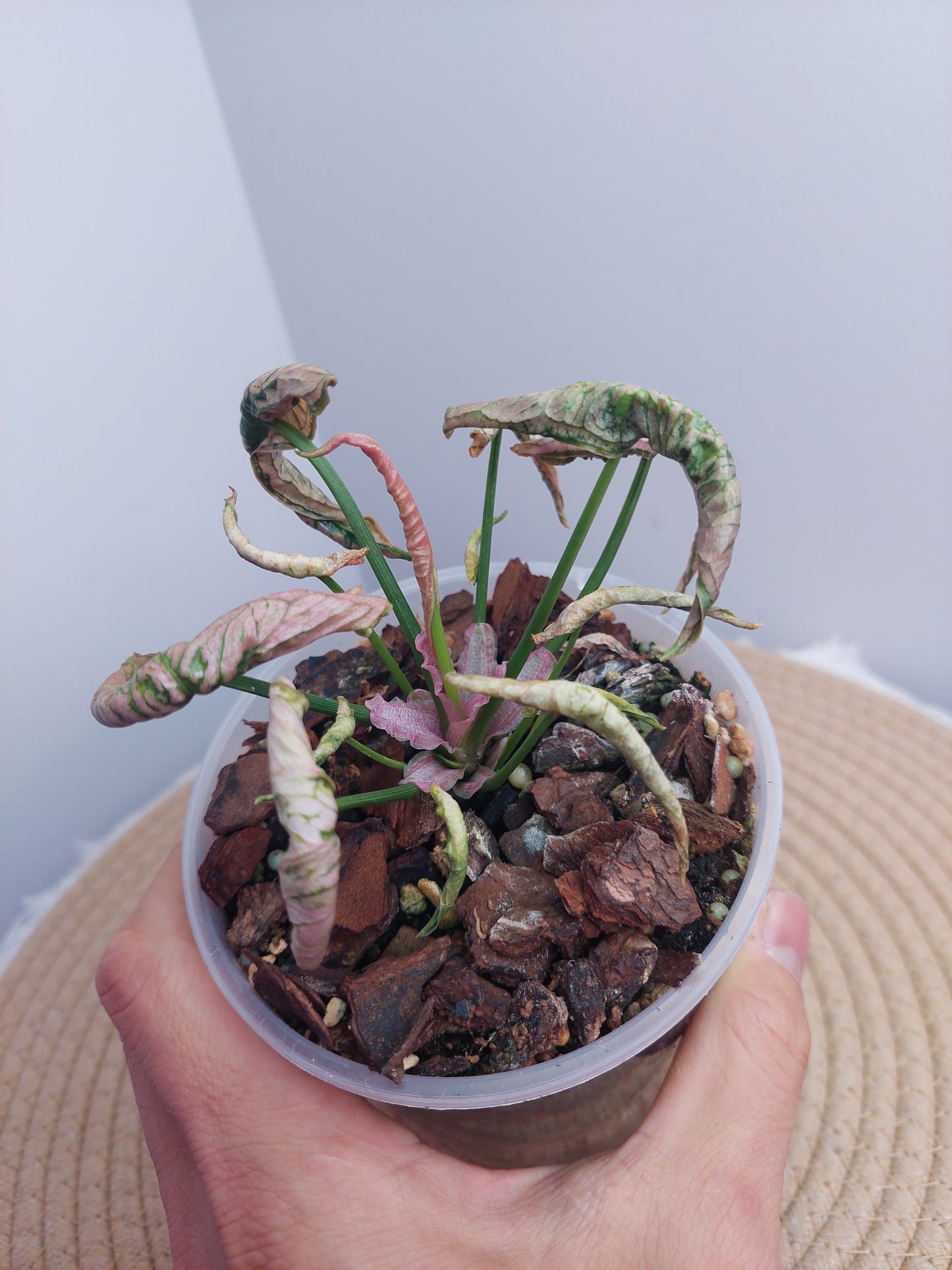 Syngonium Pink Rolli @1