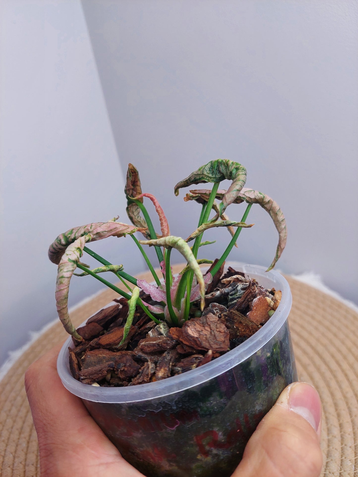 Syngonium Pink Rolli @1