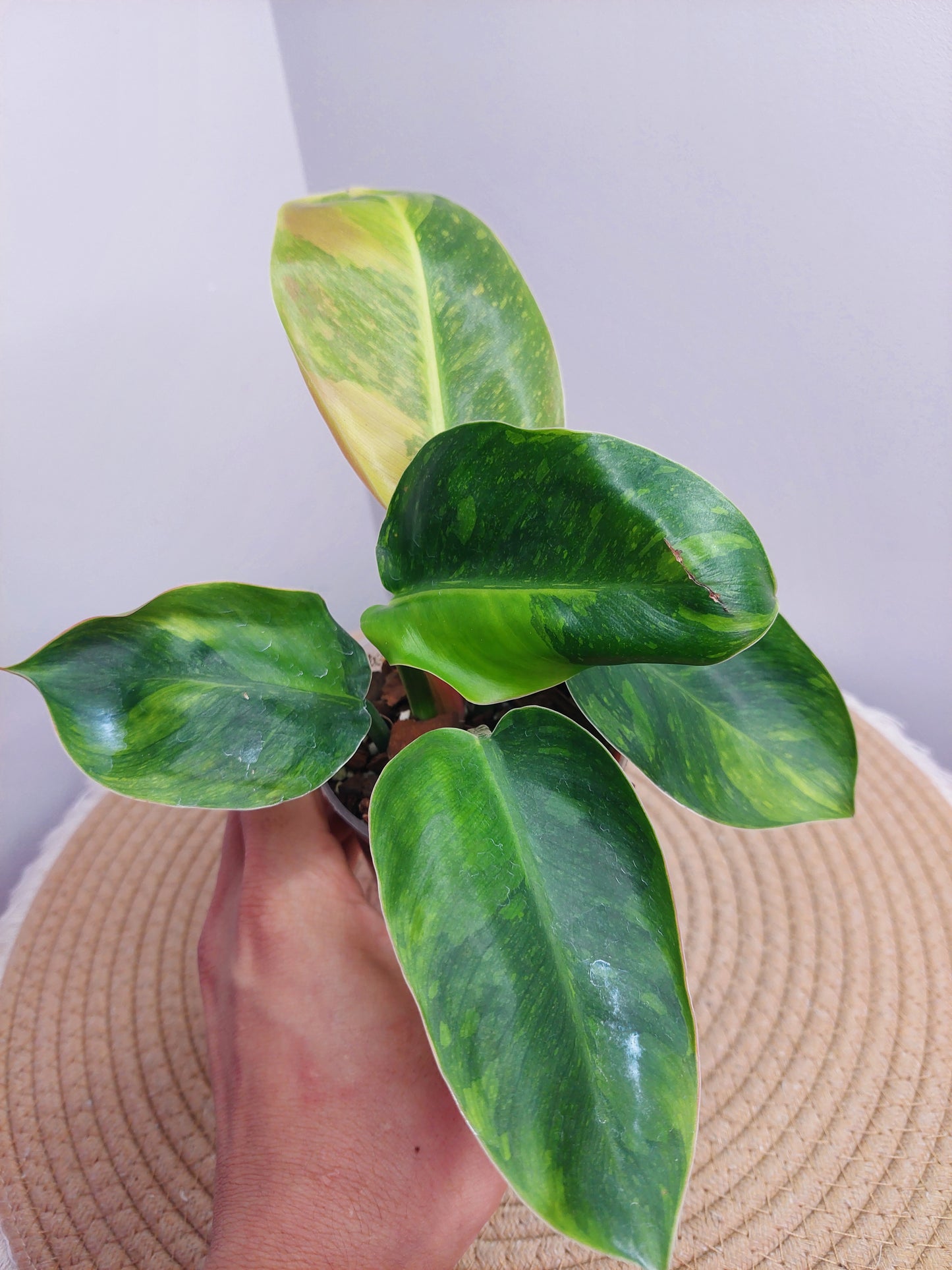 Philodendron Green Congo(Nuclear Congo) variegated @1
