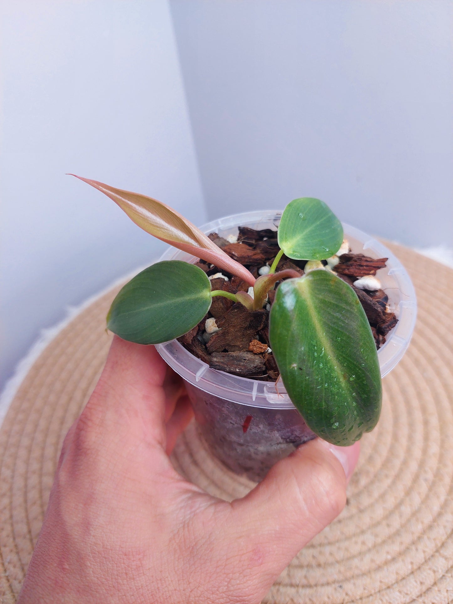 Philodendron Spiritus Sancti @1