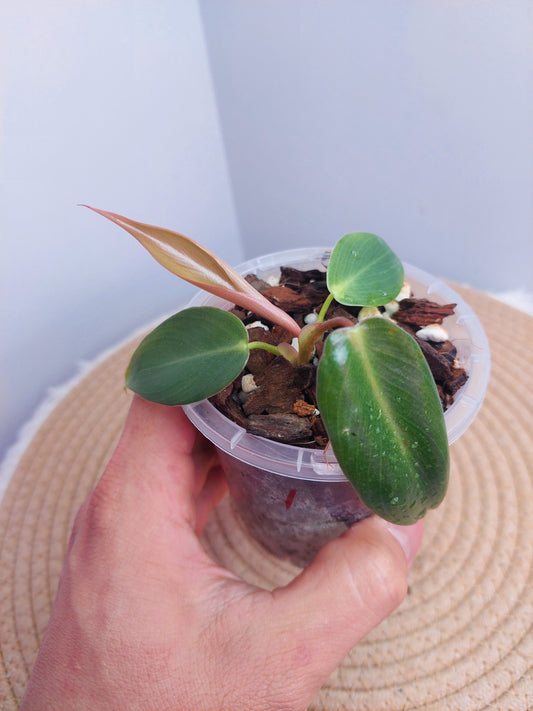 Philodendron Spiritus Sancti @1
