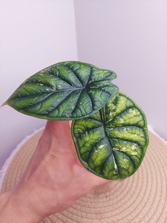 Alocasia Dragon Scale Variegated @1