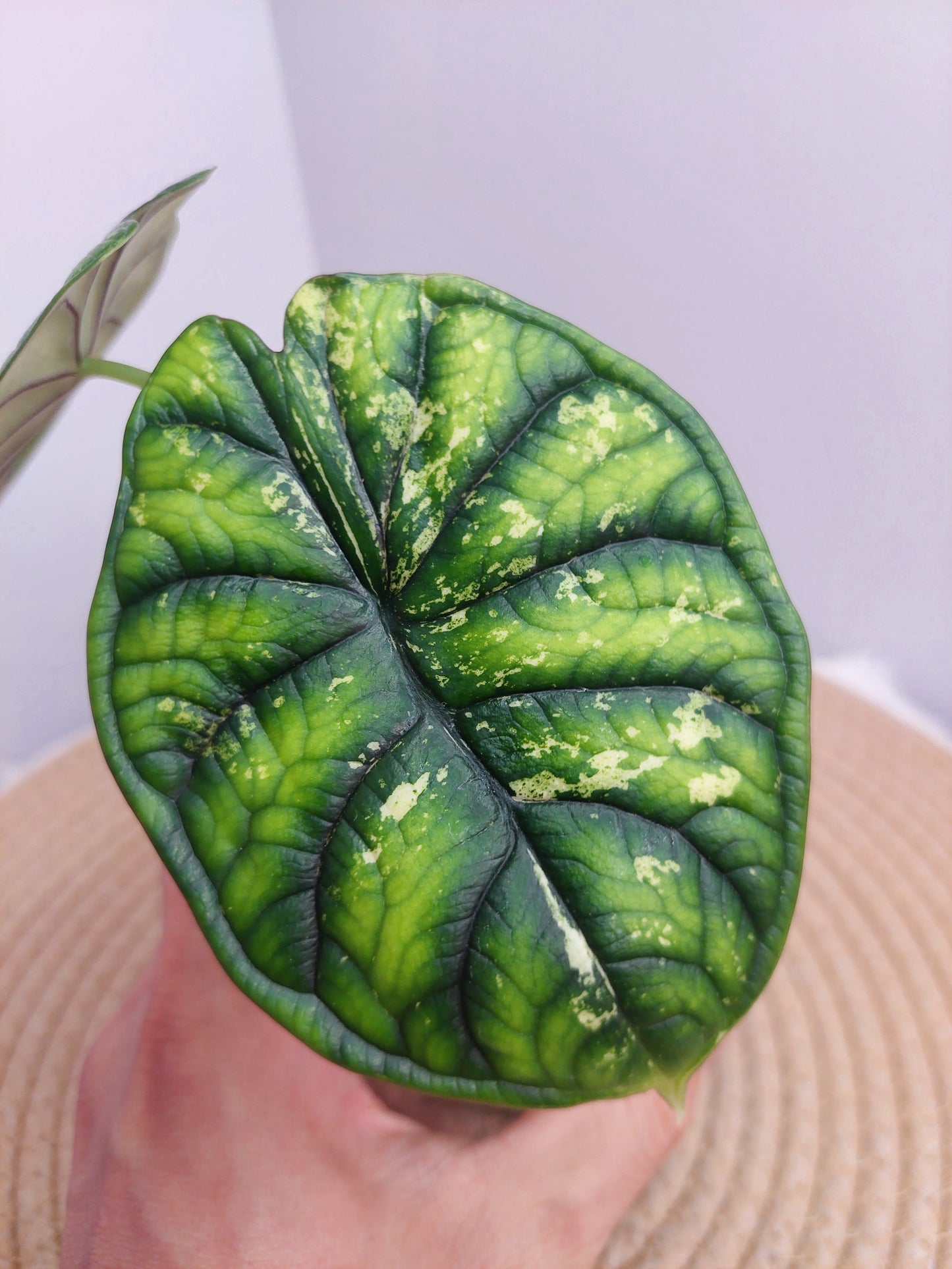 Alocasia Dragon Scale Variegated @1