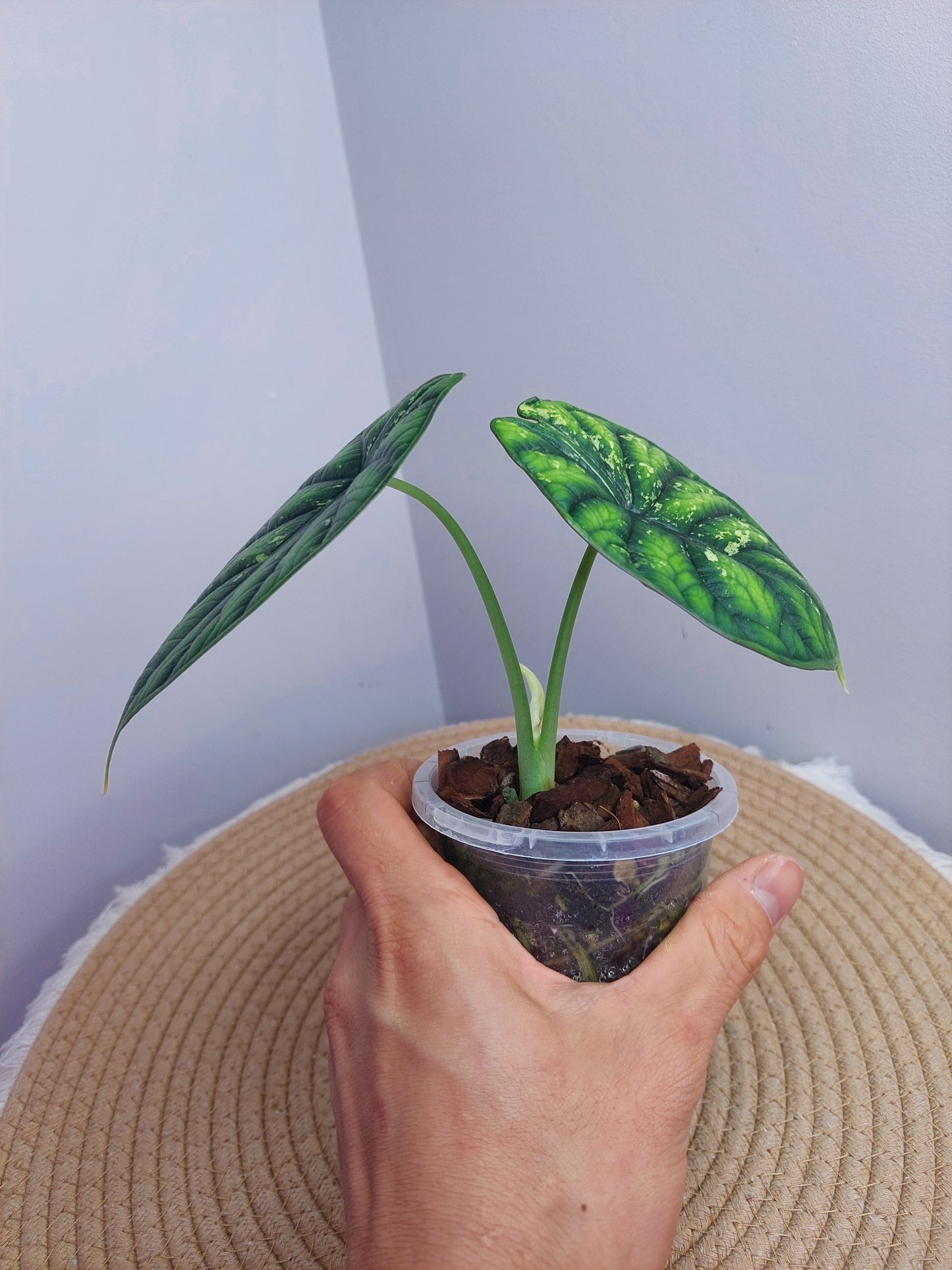 Alocasia Dragon Scale Variegated @1