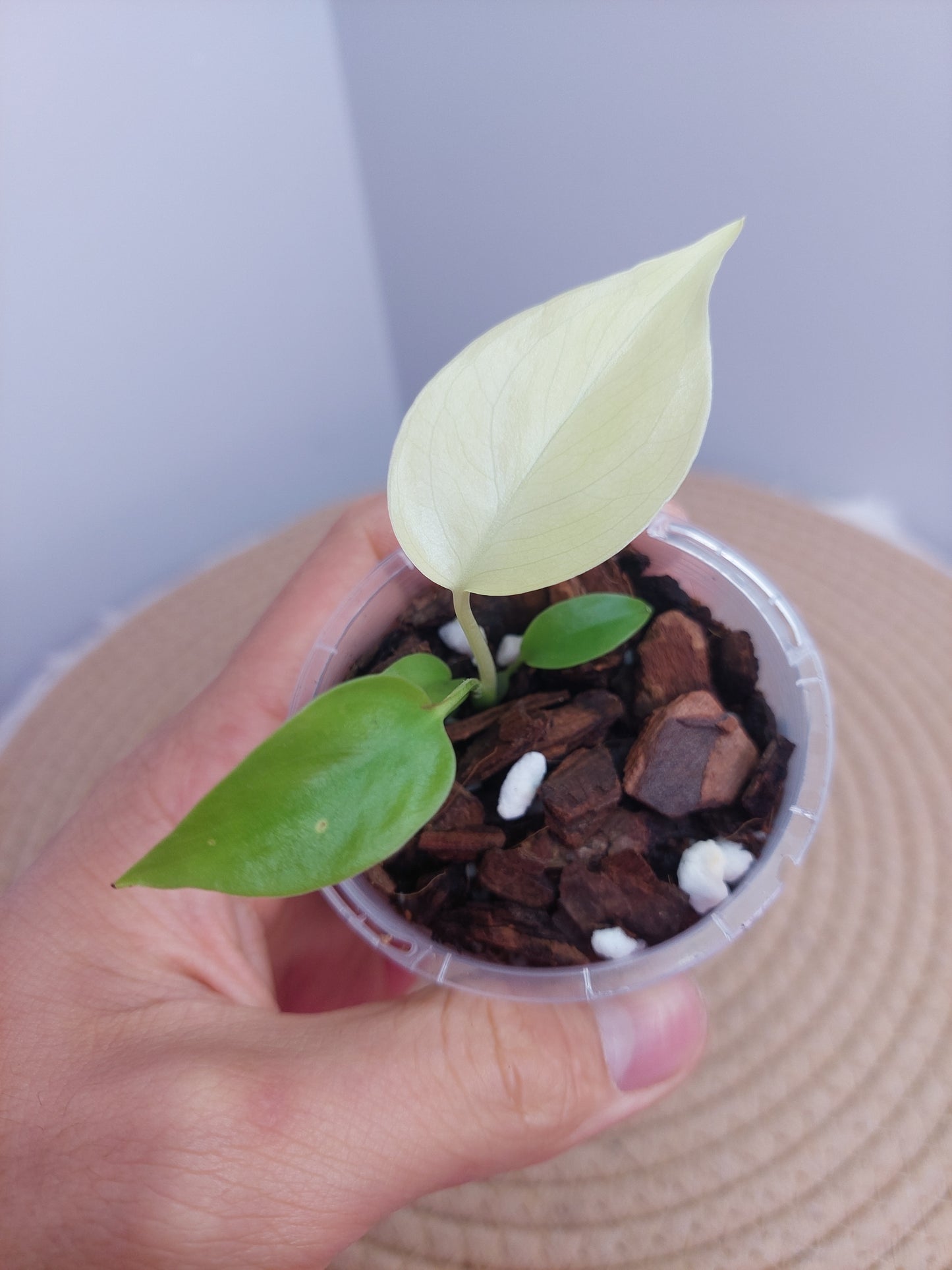 Monstera Lemon Lime @1