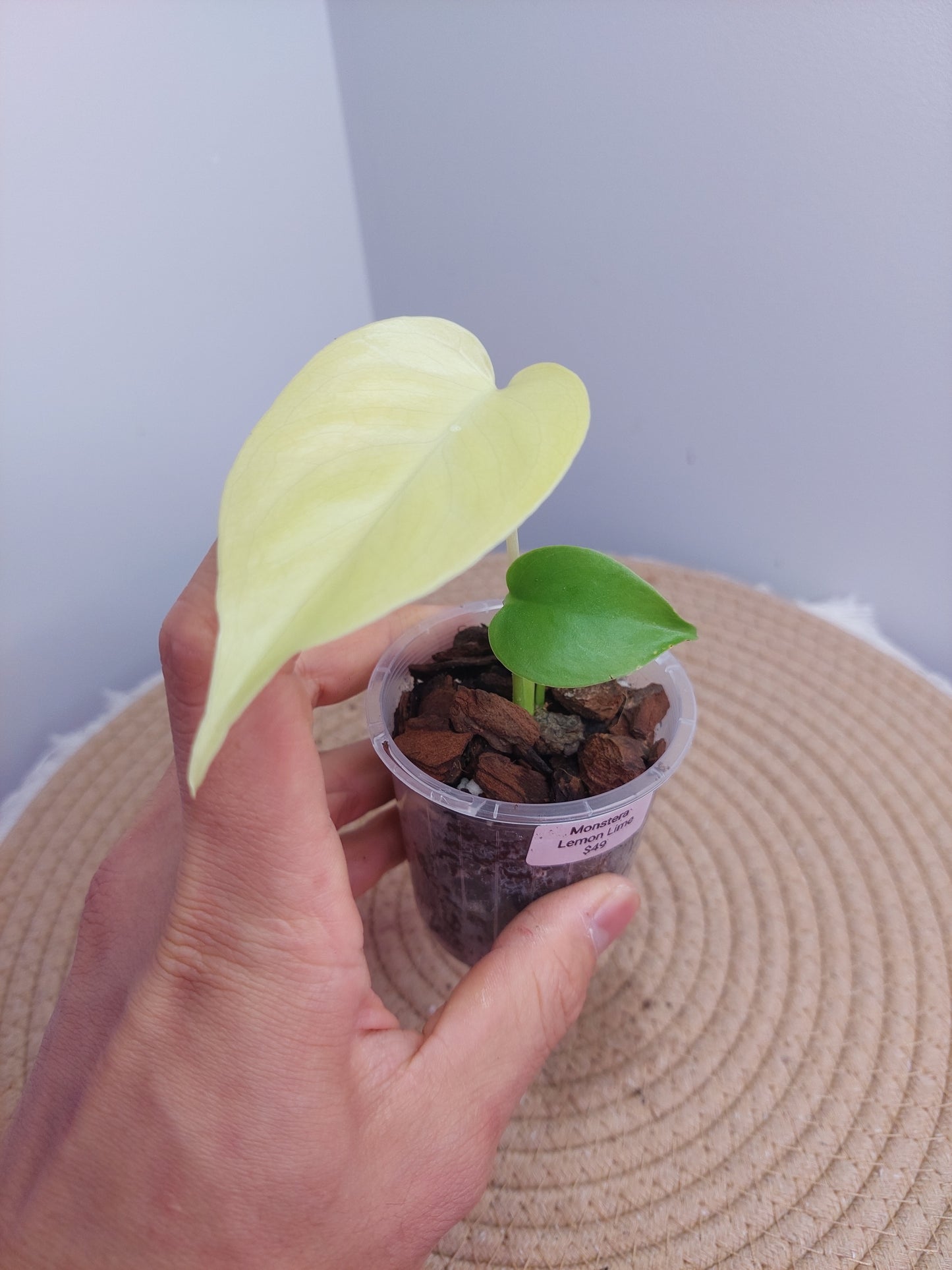 Monstera Lemon Lime @2