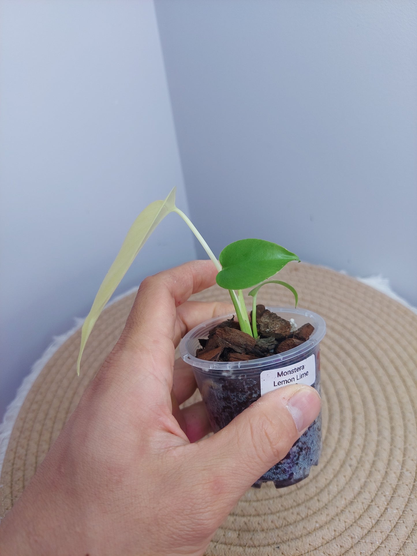 Monstera Lemon Lime @2