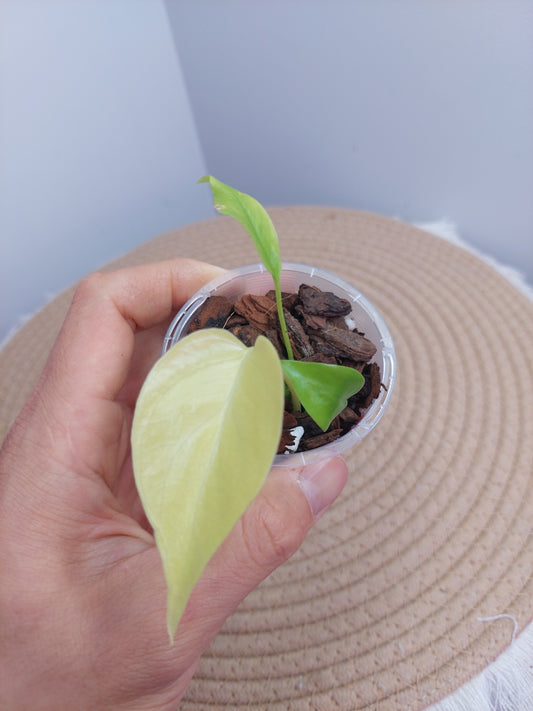 Monstera Lemon Lime @3