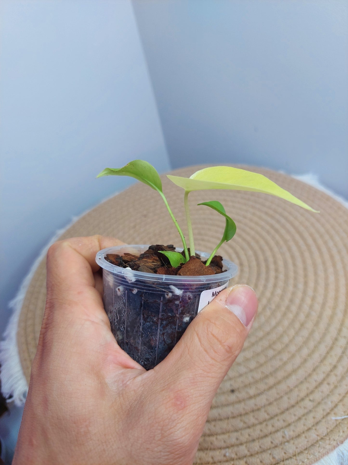 Monstera Lemon Lime @3