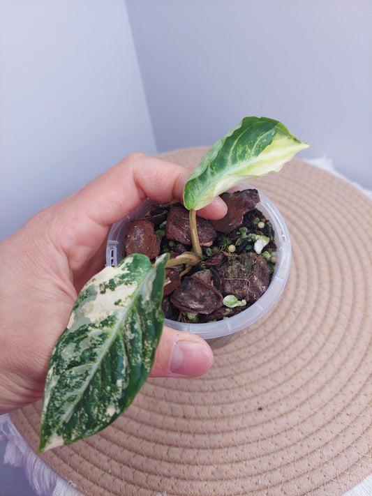 Xanthosoma Lindenii Variegated @1