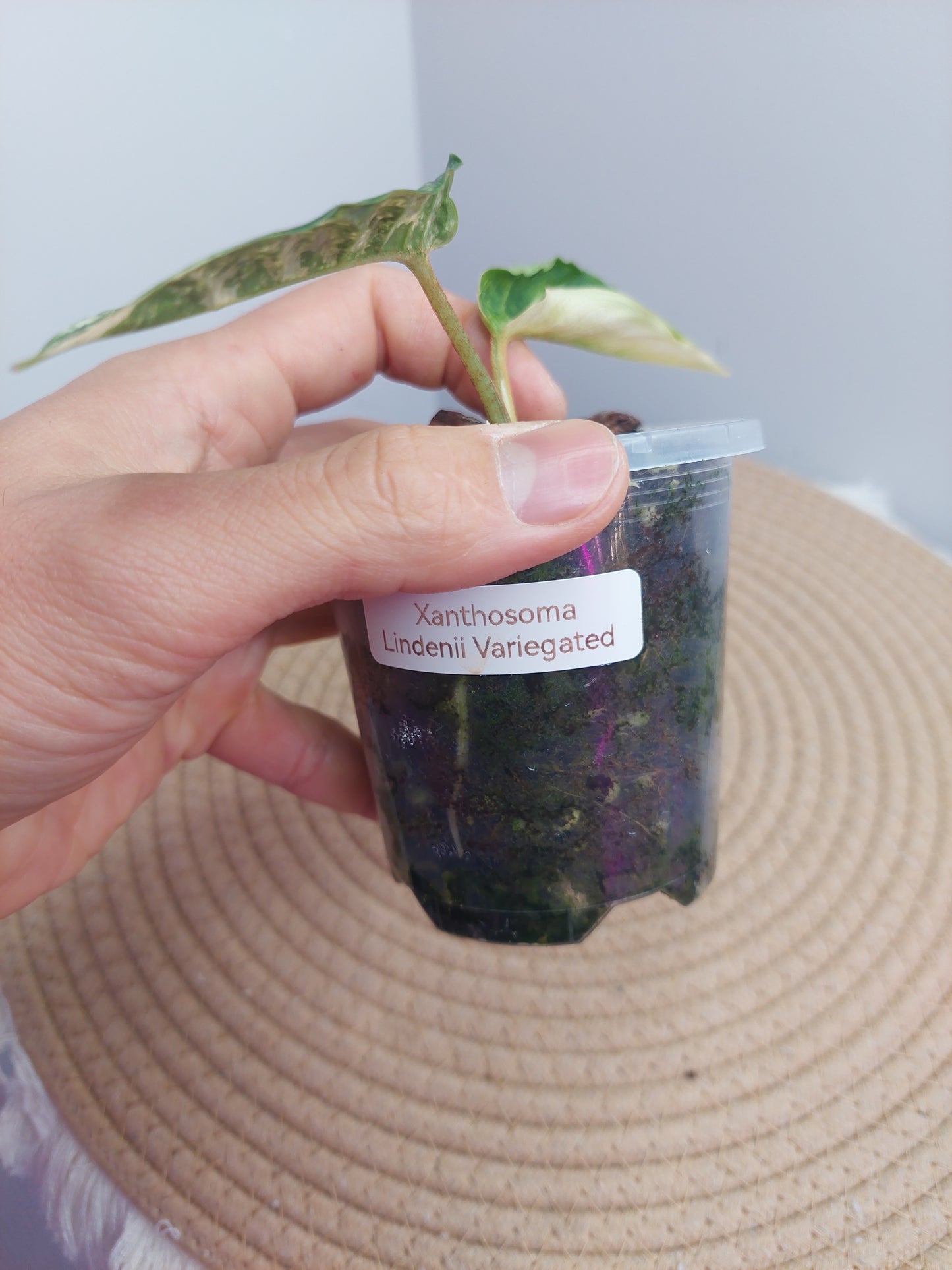 Xanthosoma Lindenii Variegated @1