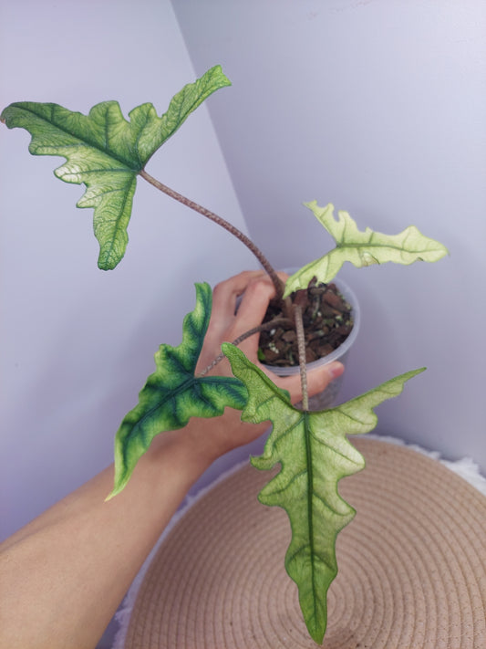 Alocasia Jacklyn Mint @1