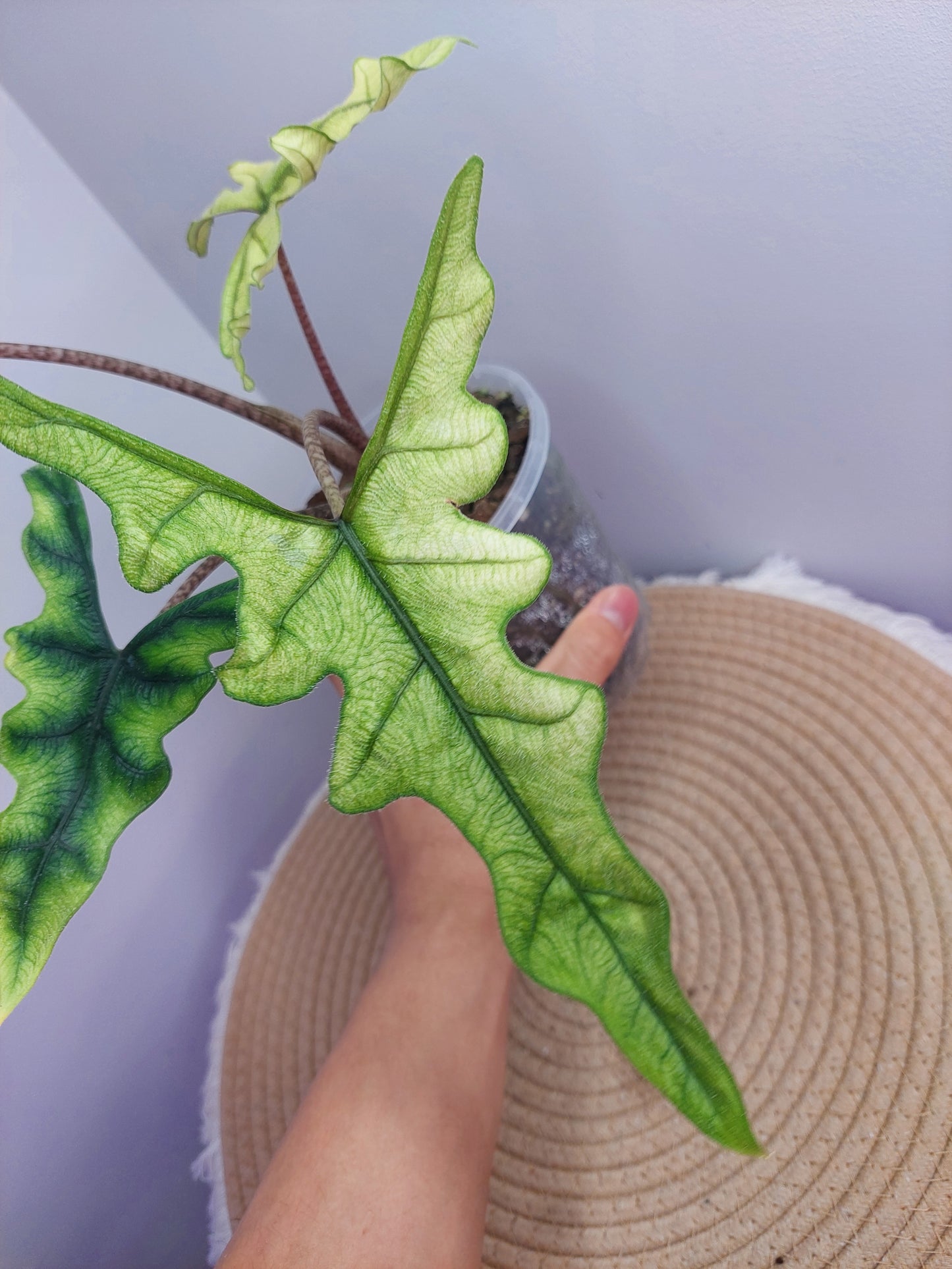 Alocasia Jacklyn Mint @1
