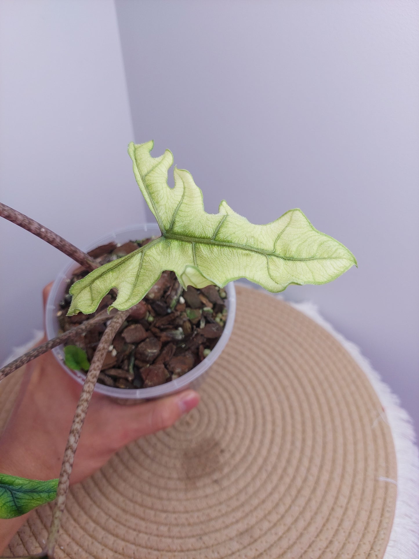 Alocasia Jacklyn Mint @1